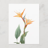 Paradijsvogeltekening (bloem) briefkaart (Voorkant)