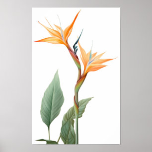 Paradijsvogeltekening (bloem) poster