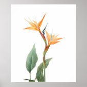Paradijsvogeltekening (bloem) poster (Voorkant)