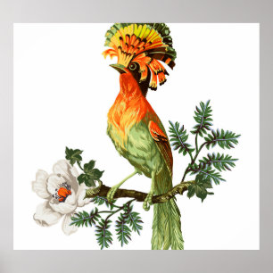 Paradise Birds: exotische bloemenachtergrond Poster