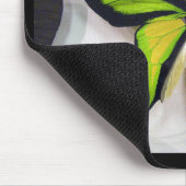 Paradise birdwing , Ornithoptera paradisea Muismat (Hoek)