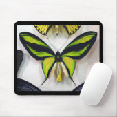 Paradise birdwing , Ornithoptera paradisea Muismat (Met muis)