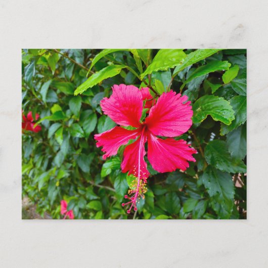 PARADISE-BRIEFKAART BRIEFKAART (Voorkant)