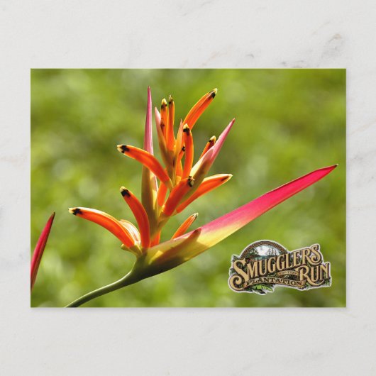 Paradise Flower Briefkaart (Voorkant)