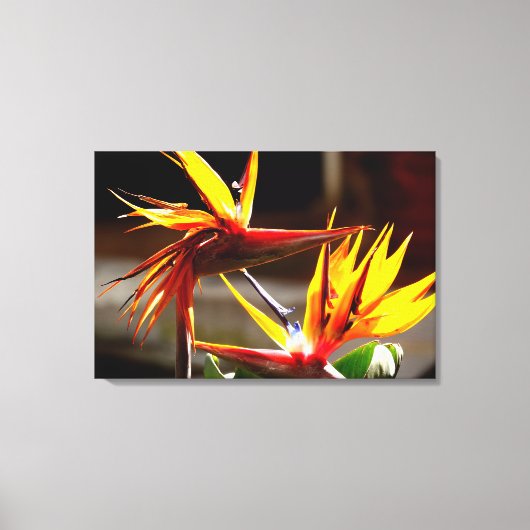 Paradise Flower from Mexico Canvas Afdruk (Voorkant)