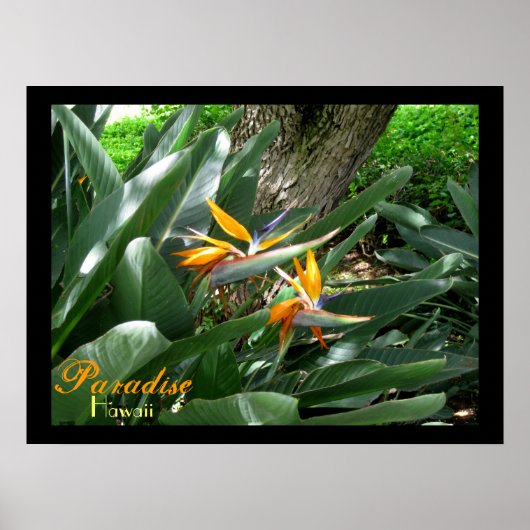 Paradise Hawaii Poster (Voorkant)