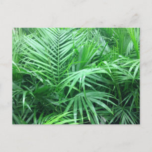Paradise Palms Briefkaart