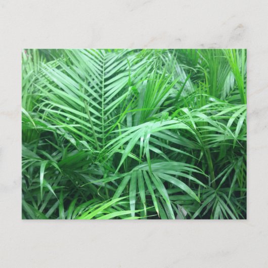 Paradise Palms Briefkaart (Voorkant)