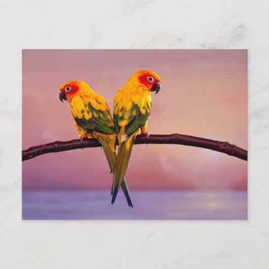 Paradise Parrots Briefkaart (Voorkant)