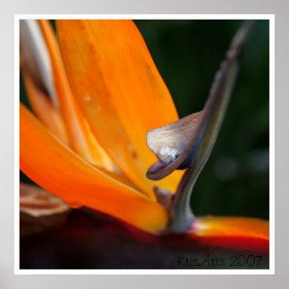 Paradise-up close poster