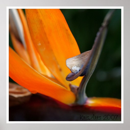 Paradise-up close poster (Voorkant)