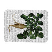 Paragraaf 1 magneet (Horizontaal)