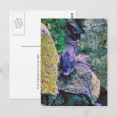 Parakeet Auklet Briefkaart (Voorkant / Achterkant)