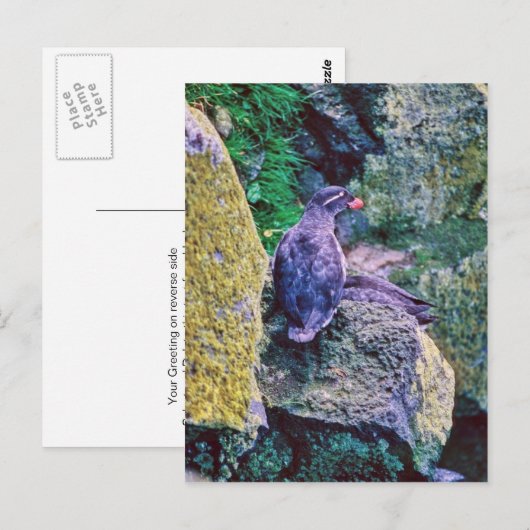 Parakeet Auklet Briefkaart (Voorkant / Achterkant)