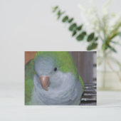 PARAKEET BRIEFKAART (Staand voorkant)