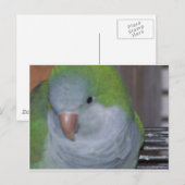 PARAKEET BRIEFKAART (Voorkant / Achterkant)