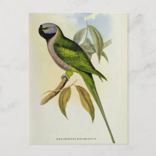 Parakeet: Palaeornis Derbianus, c.1850 Briefkaart