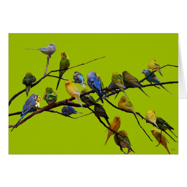 Parakeets (Voorkant Horizontaal)