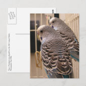 Parakeets Briefkaart (Voorkant / Achterkant)