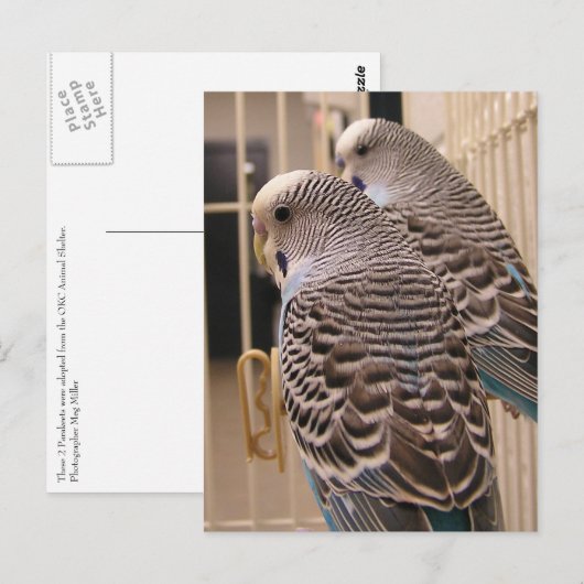 Parakeets Briefkaart (Voorkant / Achterkant)