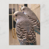 Parakeets Briefkaart (Voorkant)