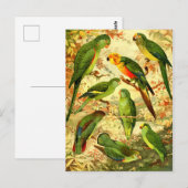 Parakeets Briefkaart (Voorkant / Achterkant)