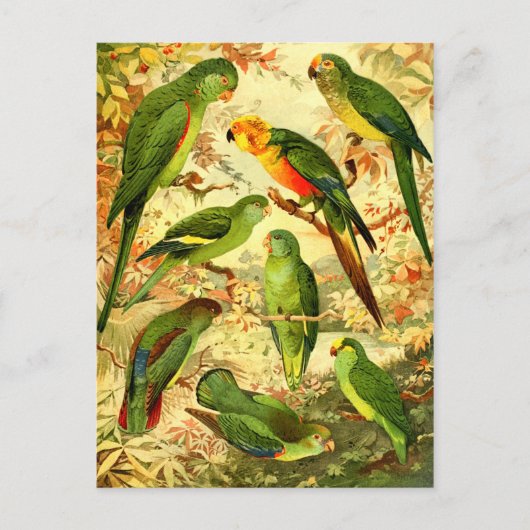 Parakeets Briefkaart (Voorkant)