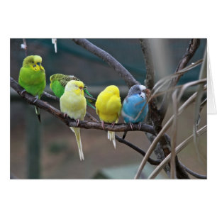 Parakeets Budgies   Foto vogels