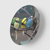 Parakeets Budgies Parrots Birds Bright Bird Lovers Ronde Klok (Hoek)