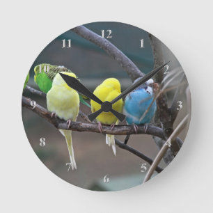 Parakeets Budgies Parrots Birds Bright Bird Lovers Ronde Klok