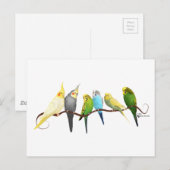 Parakeets & Cockatiels! Briefkaart (Voorkant / Achterkant)