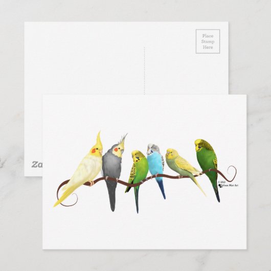 Parakeets & Cockatiels! Briefkaart (Voorkant / Achterkant)