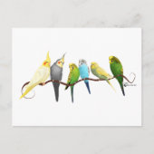 Parakeets & Cockatiels! Briefkaart (Voorkant)