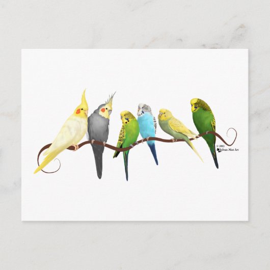 Parakeets & Cockatiels! Briefkaart (Voorkant)
