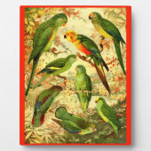 Parakeets Fotoplaat (Voorkant)