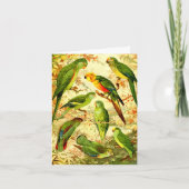 Parakeets, Gelukkige verjaardag Kaart (Voorkant)