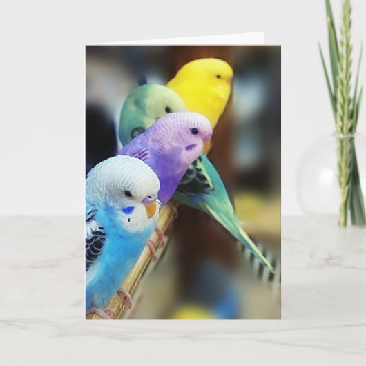 Parakeets Kaart (Voorkant)