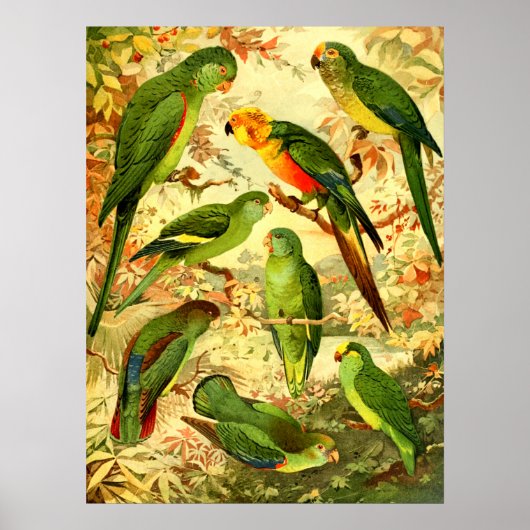 Parakeets Poster (Voorkant)