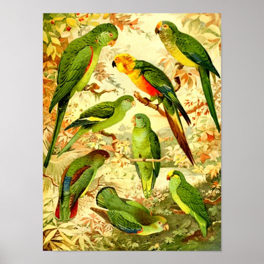 Parakeets Poster (Voorkant)