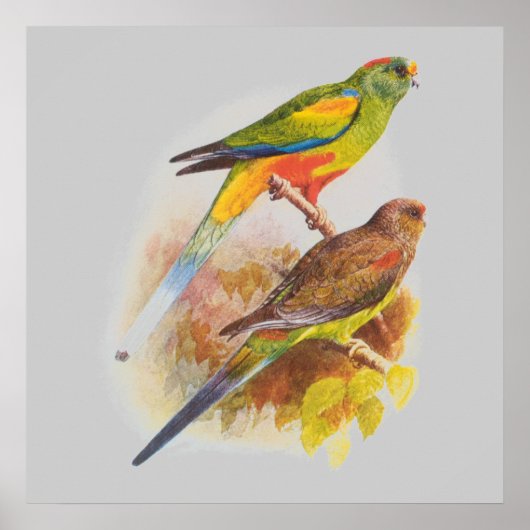 Parakeets Poster (Voorkant)