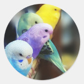 Parakeets Ronde Sticker (Voorkant)