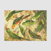 Parakeets Tissuepapier (Voorkant)