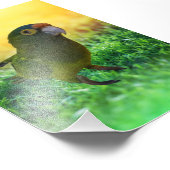 Paraket. Aratinga Canicularis/Papillero Foto Afdruk (Hoek)