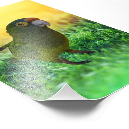 Paraket. Aratinga Canicularis/Papillero Foto Afdruk (Hoek)