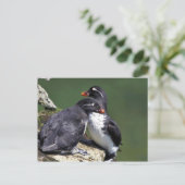Paraket Auklets, St. George Island, Pribilofs Briefkaart (Staand voorkant)