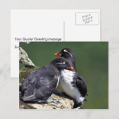 Paraket Auklets, St. George Island, Pribilofs Briefkaart (Voorkant / Achterkant)
