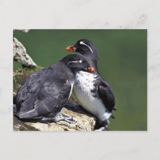 Paraket Auklets, St. George Island, Pribilofs Briefkaart (Voorkant)