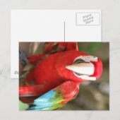 Paraket Briefkaart (Voorkant / Achterkant)