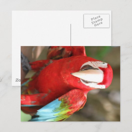 Paraket Briefkaart (Voorkant / Achterkant)