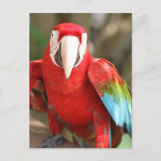 Paraket Briefkaart (Voorkant)